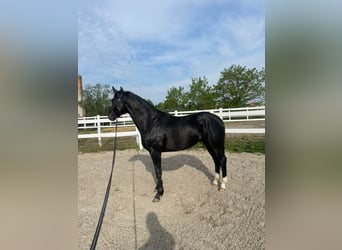 Oldenburg, Stallion, 2 years, 16.1 hh, Black