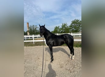 Oldenburg, Stallion, 2 years, 16.1 hh, Black