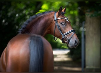 Oldenburg, Stallion, 2 years, 16,1 hh, Brown