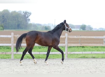 Oldenburg, Stallion, 2 years, 16.1 hh, Brown
