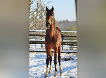 Oldenburg, Stallion, 2 years, 16.1 hh, Brown