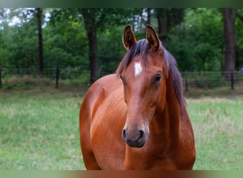 Oldenburg, Stallion, 2 years, 16.1 hh, Brown