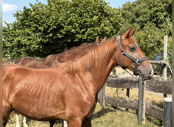 Oldenburg, Stallion, 2 years, 16.1 hh, Chestnut-Red