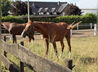 Oldenburg, Stallion, 2 years, 16.1 hh, Chestnut-Red
