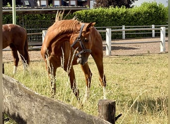 Oldenburg, Stallion, 2 years, 16.1 hh, Chestnut-Red
