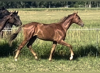 Oldenburg, Stallion, 2 years, 16.1 hh, Chestnut-Red