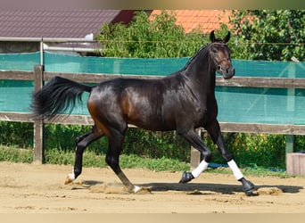Oldenburg, Stallion, 2 years, 16.2 hh, Bay-Dark