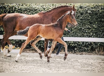 Oldenburg, Stallion, 2 years, 16.2 hh, Bay-Dark