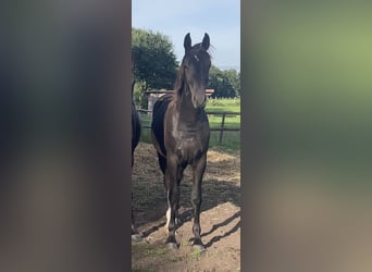 Oldenburg, Stallion, 2 years, 16.2 hh, Black