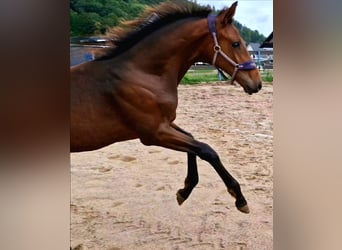 Oldenburger, Hengst, 2 Jahre, 16,2 hh, Brauner