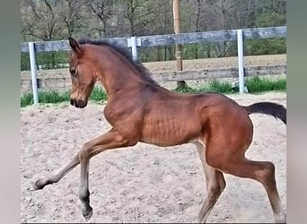 Oldenburger, Hengst, 2 Jahre, 16,2 hh, Brauner