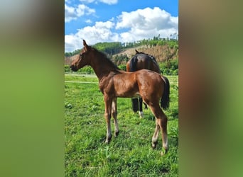 Oldenburger, Hengst, 2 Jahre, 16,2 hh, Brauner