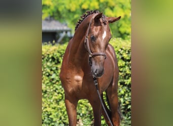 Oldenburg, Stallion, 2 years, 16.2 hh, Chestnut