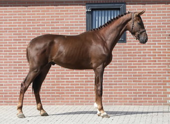 Oldenburg, Stallion, 2 years, 16.2 hh, Chestnut