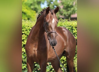 Oldenburg, Stallion, 2 years, 16.2 hh, Chestnut