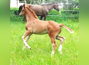 Oldenburg, Stallion, 2 years, 16.2 hh, Chestnut-Red