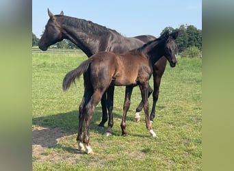 Oldenburg, Stallion, 2 years, 16,2 hh, Smoky-Black