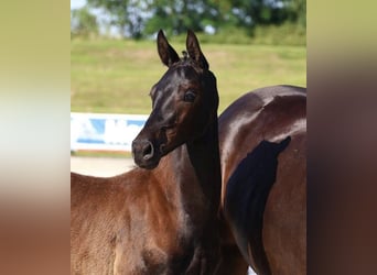 Oldenburg, Stallion, 2 years, 16,2 hh, Smoky-Black