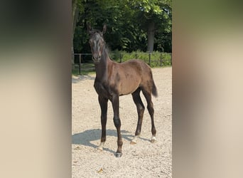 Oldenburg, Stallion, 2 years, 16,2 hh, Smoky-Black