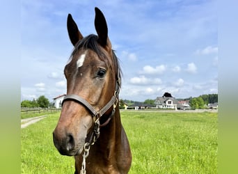 Oldenburg, Stallion, 2 years, 16.3 hh, Brown