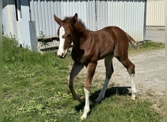 Oldenburg, Stallion, 2 years, 16.3 hh, Chestnut-Red
