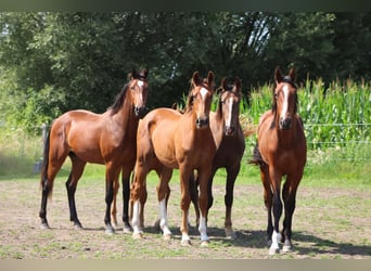 Oldenburg, Stallion, 2 years, 16.3 hh, Chestnut-Red