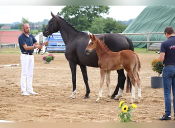 Oldenburg, Stallion, 2 years, 16.3 hh, Chestnut-Red