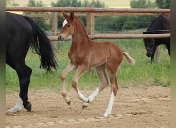 Oldenburg, Stallion, 2 years, 16.3 hh, Chestnut-Red