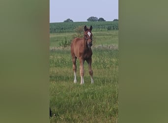 Oldenburg, Stallion, 2 years, 16.3 hh, Chestnut-Red