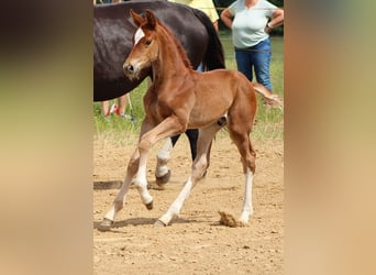 Oldenburg, Stallion, 2 years, 16.3 hh, Chestnut-Red