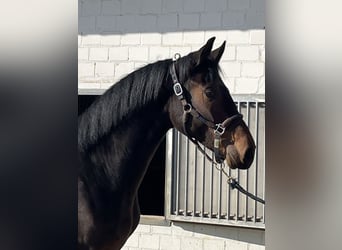 Oldenburg, Stallion, 2 years, 16 hh, Bay-Dark