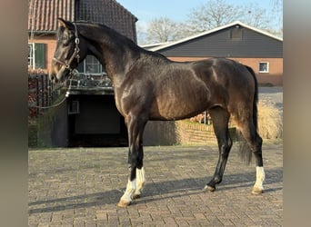 Oldenburg, Stallion, 2 years, 16 hh, Bay-Dark