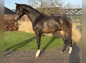 Oldenburg, Stallion, 2 years, 16 hh, Bay-Dark