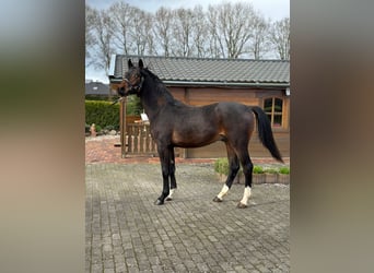 Oldenburg, Stallion, 2 years, 16 hh, Bay-Dark