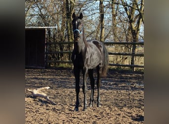 Oldenburg, Stallion, 2 years, 16 hh, Black
