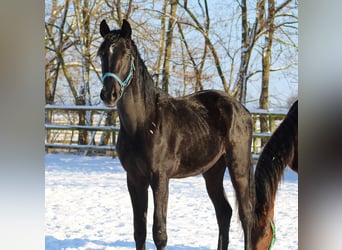 Oldenburg, Stallion, 2 years, 16 hh, Black