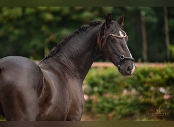 Oldenburg, Stallion, 2 years, 16 hh, Black