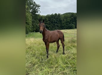 Oldenburg, Stallion, 2 years, 16 hh, Brown