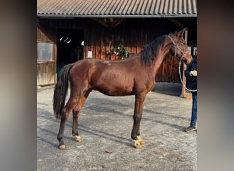 Oldenburg, Stallion, 2 years, 16 hh, Brown