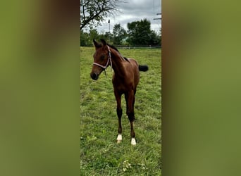 Oldenburg, Stallion, 2 years, 16 hh, Brown