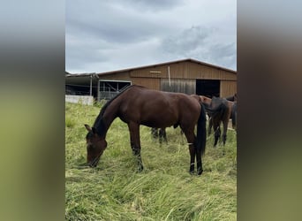 Oldenburg, Stallion, 2 years, 16 hh, Brown
