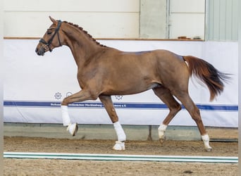 Oldenburg, Stallion, 2 years, 16 hh, Chestnut
