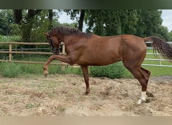 Oldenburg, Stallion, 2 years, 16 hh, Chestnut