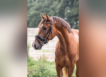 Oldenburg, Stallion, 2 years, 16 hh, Chestnut