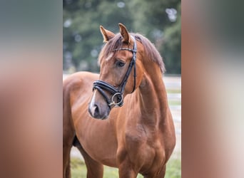 Oldenburg, Stallion, 2 years, 16 hh, Chestnut