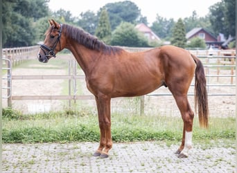 Oldenburg, Stallion, 2 years, 16 hh, Chestnut