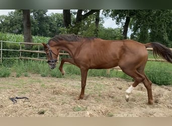 Oldenburg, Stallion, 2 years, 16 hh, Chestnut