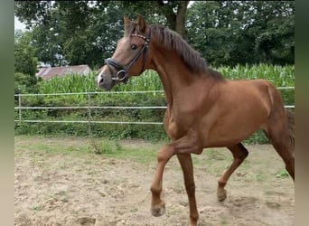 Oldenburg, Stallion, 2 years, 16 hh, Chestnut