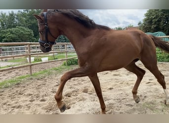 Oldenburg, Stallion, 2 years, 16 hh, Chestnut