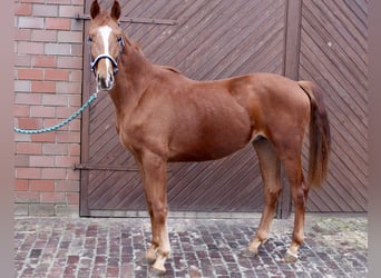Oldenburg, Stallion, 2 years, 16 hh, Chestnut-Red